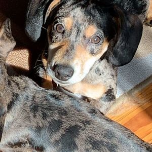 Meet your Posher, Alex